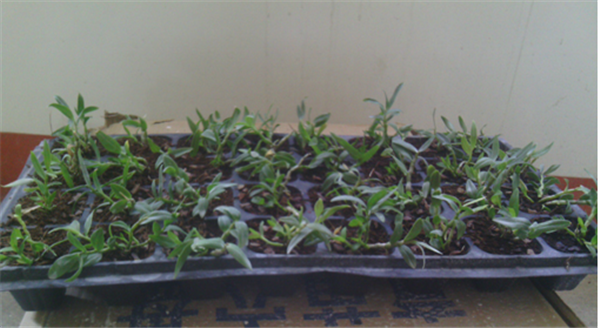 c(din)鿴Ԕ(x)Ϣ(bio)}Herba Dendrodii Plug Seedlings xΔ(sh)2190